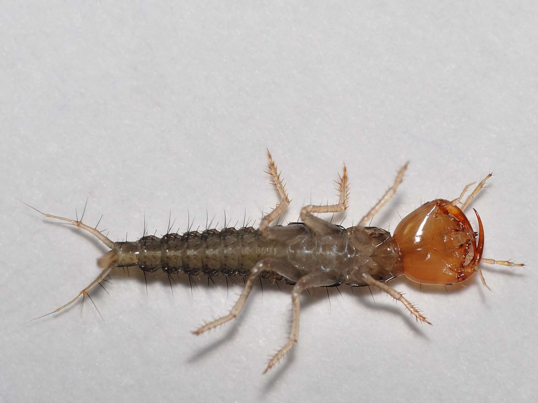 Larva di Staphylinidae: foto didascaliche